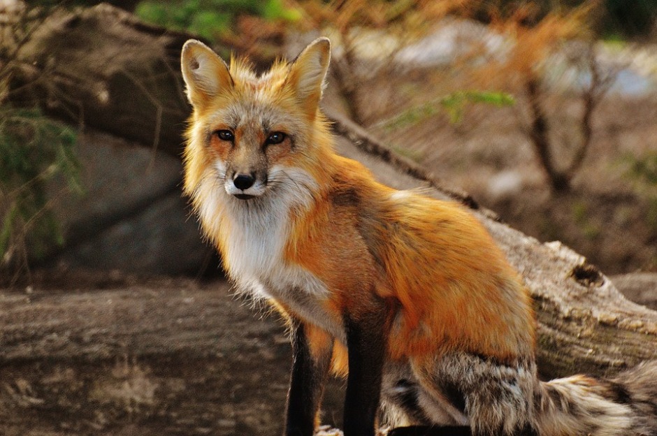 North American red fox