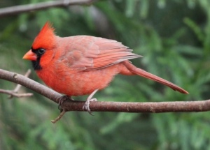 Brilliantly red male cardinal
