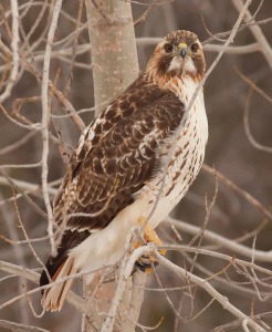 Red-tailed hawk perched in a tree