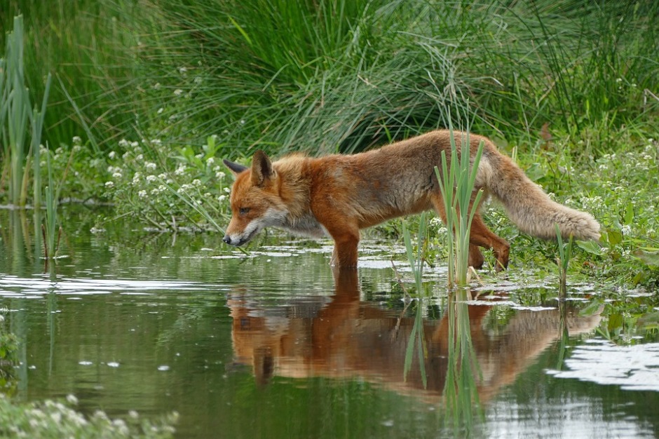 A red fox looks into the river and we see the red reflection