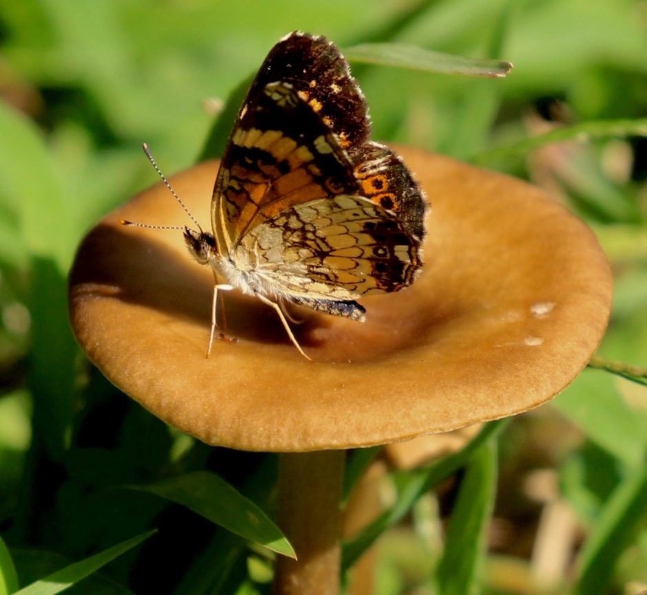 Silvery Checkerspot puddling on a mushroom
