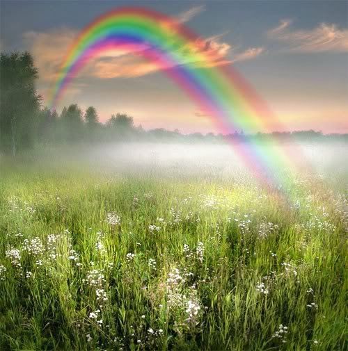 flowers and rainbow