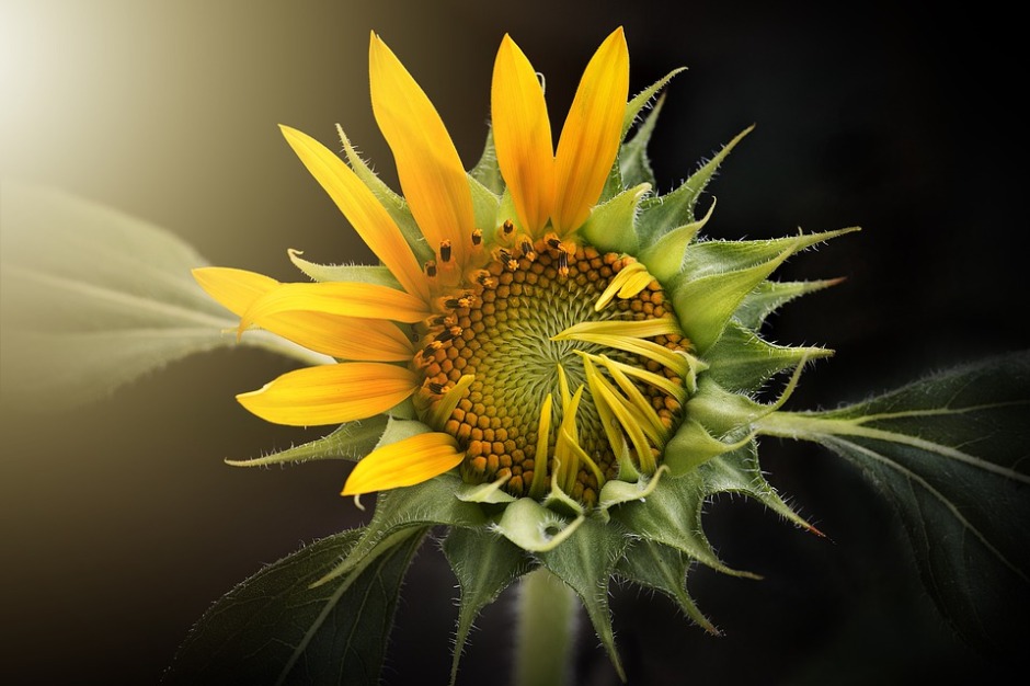 sunflower opening